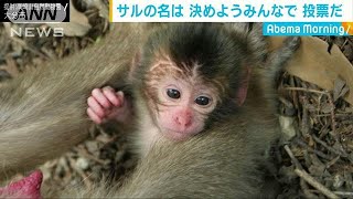 可愛い赤ちゃんザル　「令和」最初の子となる名前は(19/05/14)