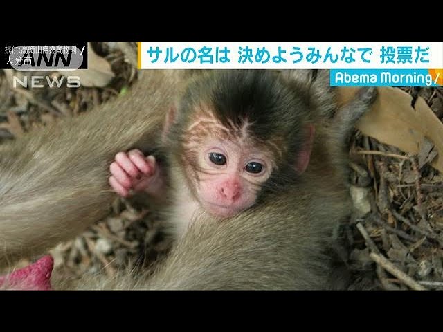 可愛い赤ちゃんザル 「令和」最初の子となる名前は(19/05/14) - YouTube