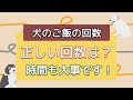 犬ご飯の回数は１日○回以上｜ご飯を与える時間も大切！