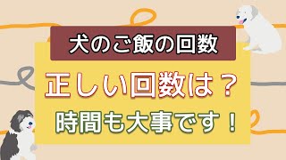 犬ご飯の回数は１日○回以上｜ご飯を与える時間も大切！