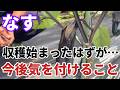 【なす】収穫が始まったらこれらに気を付けないと上手く育ちません【家庭菜園】