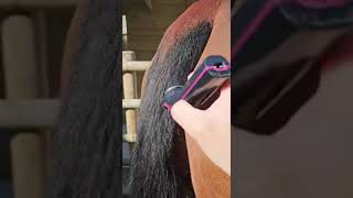 Laura from Smart Clip using the Masterclip Showmate II with comb guides to help tidy the tail