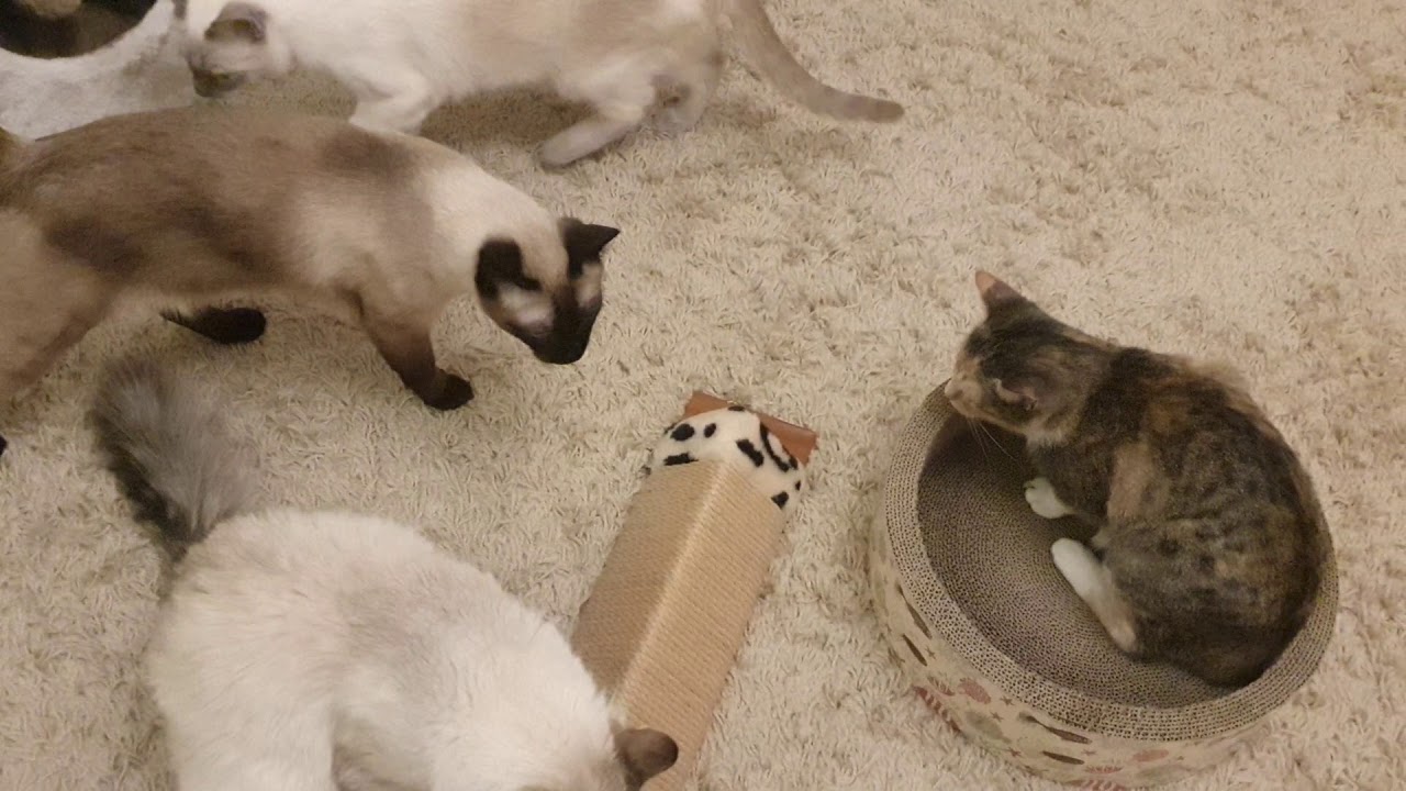 Котоблог дзен