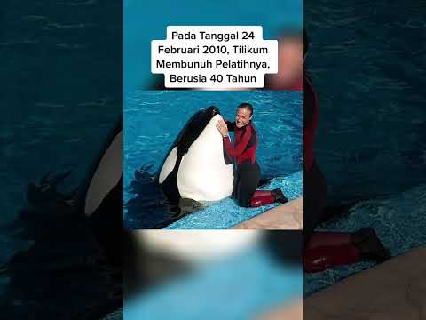 Video: Bolehkah paus pembunuh menelan manusia?