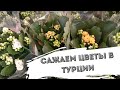 Сколько стоят цветы в Турции, сажаем тюльпаны Влог