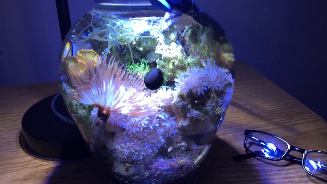 The Pygmy Reef Vase Youtube