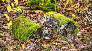 Die letzten Herbstfarben in der Sonne