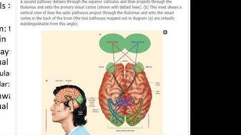 PSYC1000 Sensation and perception part 1 of 2