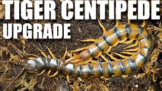 Giving our Tiger Centipede (Scolopendra polymorpha) a MASSIVE UPGRADE