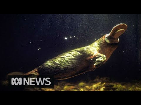 One of Australia's most iconic animals - the platypus, faces a bleak future | ABC News