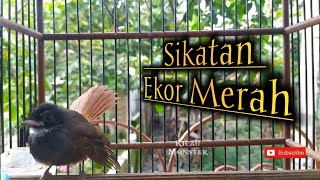 SUARA KIPASAN EKOR MERAH