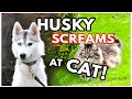HUSKY GOES FOR A WALK and SCREAMS AT CAT!