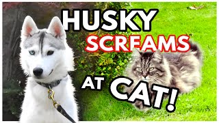 HUSKY GOES FOR A WALK and SCREAMS AT CAT!