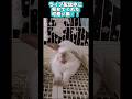 野生をどこかに置いてきたうさぎの末路 #うさぎ #rabbit #bunny #animals #shorts