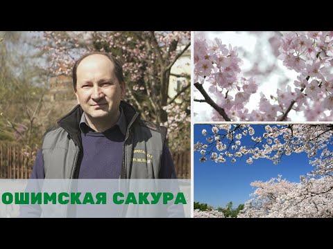 Vídeo: Deliciosa Amanida De Branca De Sakura