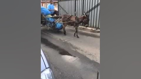 The Donkey Sanctuary