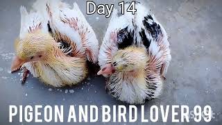 Day to day Lakka pigeon Malting After Growth Egg&Chicks Progress fantail pigeon growth Day By Day