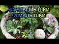 Хосты-мышки и малышки 2023! Часть 4. Обзор