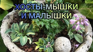 видео: Хосты-мышки и малышки 2023! Часть 4. Обзор картинка: Хосты-мышки и малышки 2023! Часть 4. Обзор