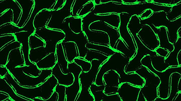 Physarum Polycephalum Slime simulation threejs and glsl (revising an older project) #threejs #glsl