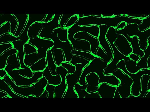 Physarum Polycephalum Slime simulation threejs and glsl (revising an older project) #threejs #glsl