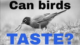 Can birds taste? What the latest science has to say!