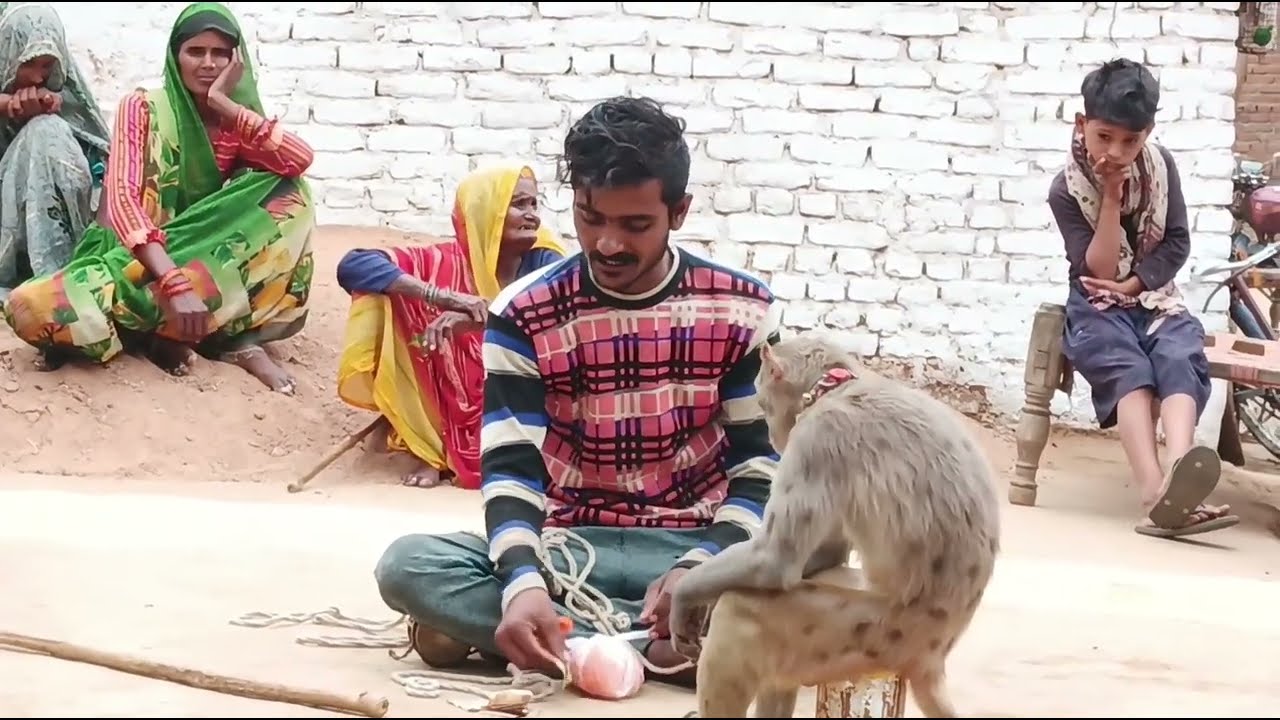 बंदर का खेल... पेतर मेले में। बंदर नाटक। बंदर बंदरिया का खेल, प्रसिद्ध वीडियो🐒🐒🐒#funny #duet #comedy