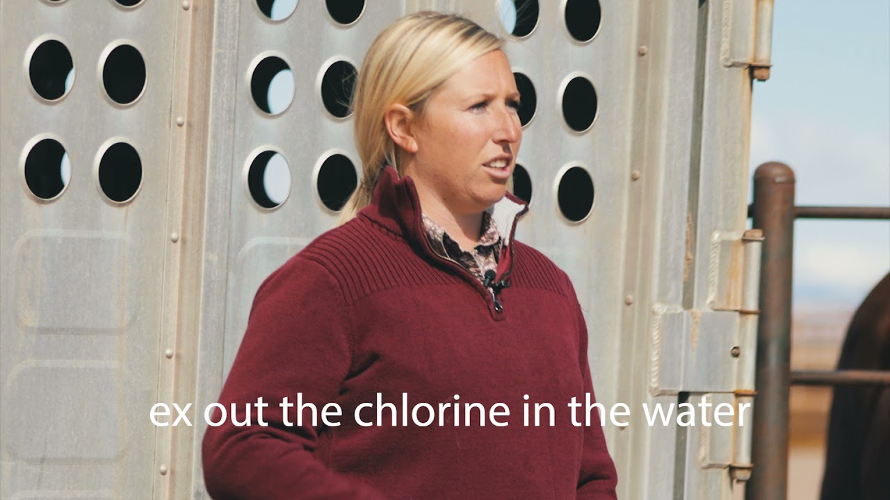 How To Keep A Horse Hydrated