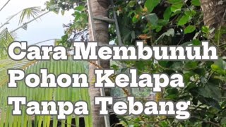 Cara Alternatif Membunuh Pohon Kelapa Tanpa Tebang