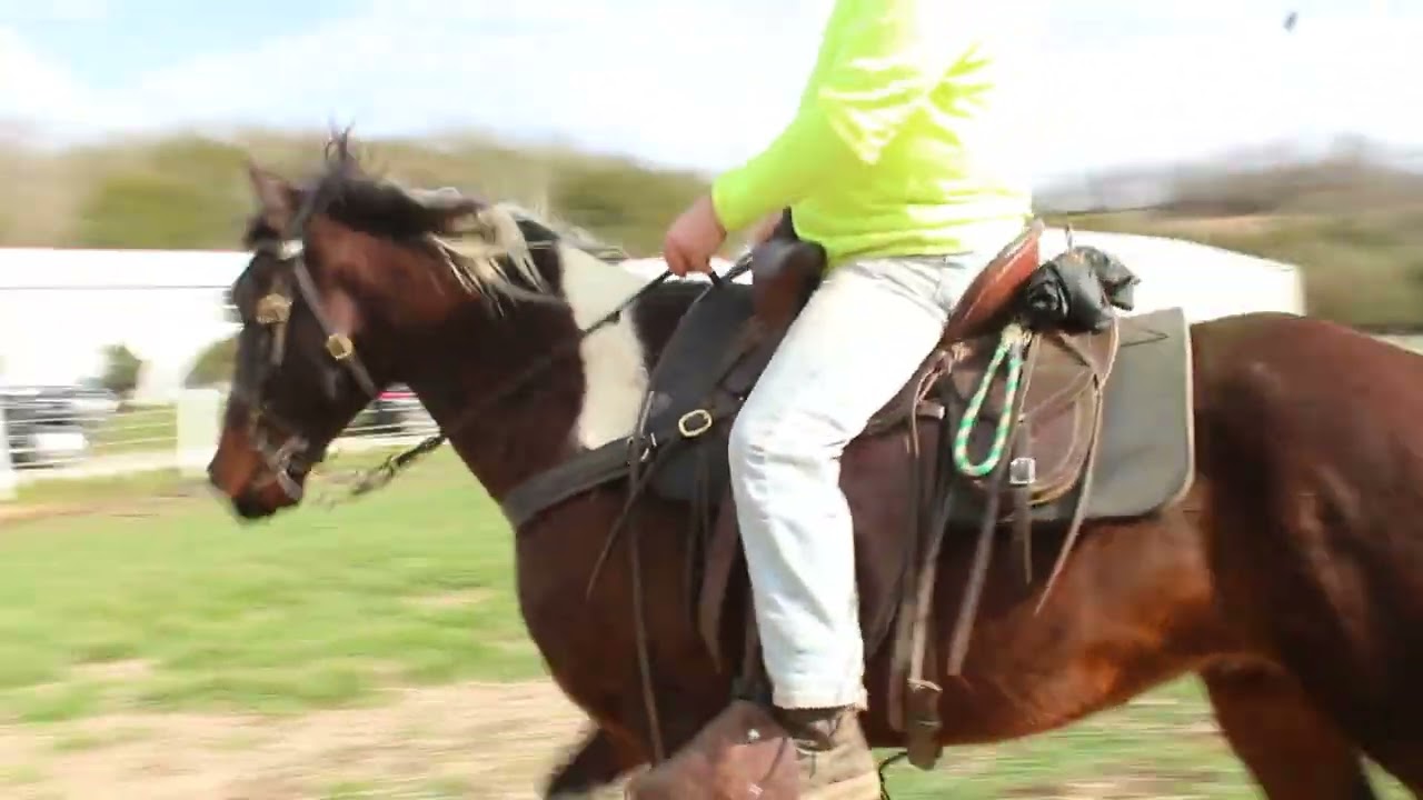 Maverick 15.3 Hand Trail Gelding