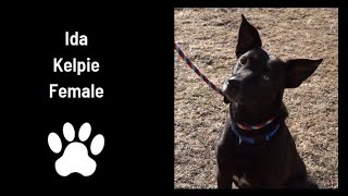 Meet Ida, a 10 month old female Kelpie