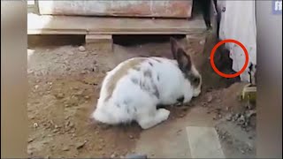 Мужчина заметил, что кролик роет яму. Вы удивитесь, когда узнаете зачем он это делал