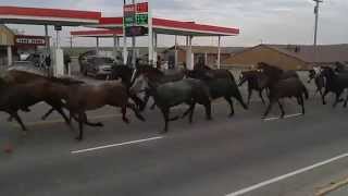 Running of the Horses  Indian Days (2014)