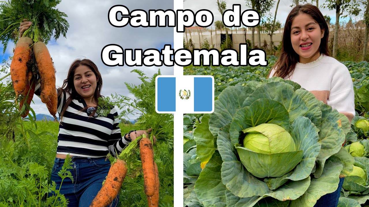 Así son las VERDURAS GIGANTES de SANTA CRUZ BALANYÁ, GUATEMALA 🇬🇹 CHIMALTENANGO | Celinaz 🇸🇻