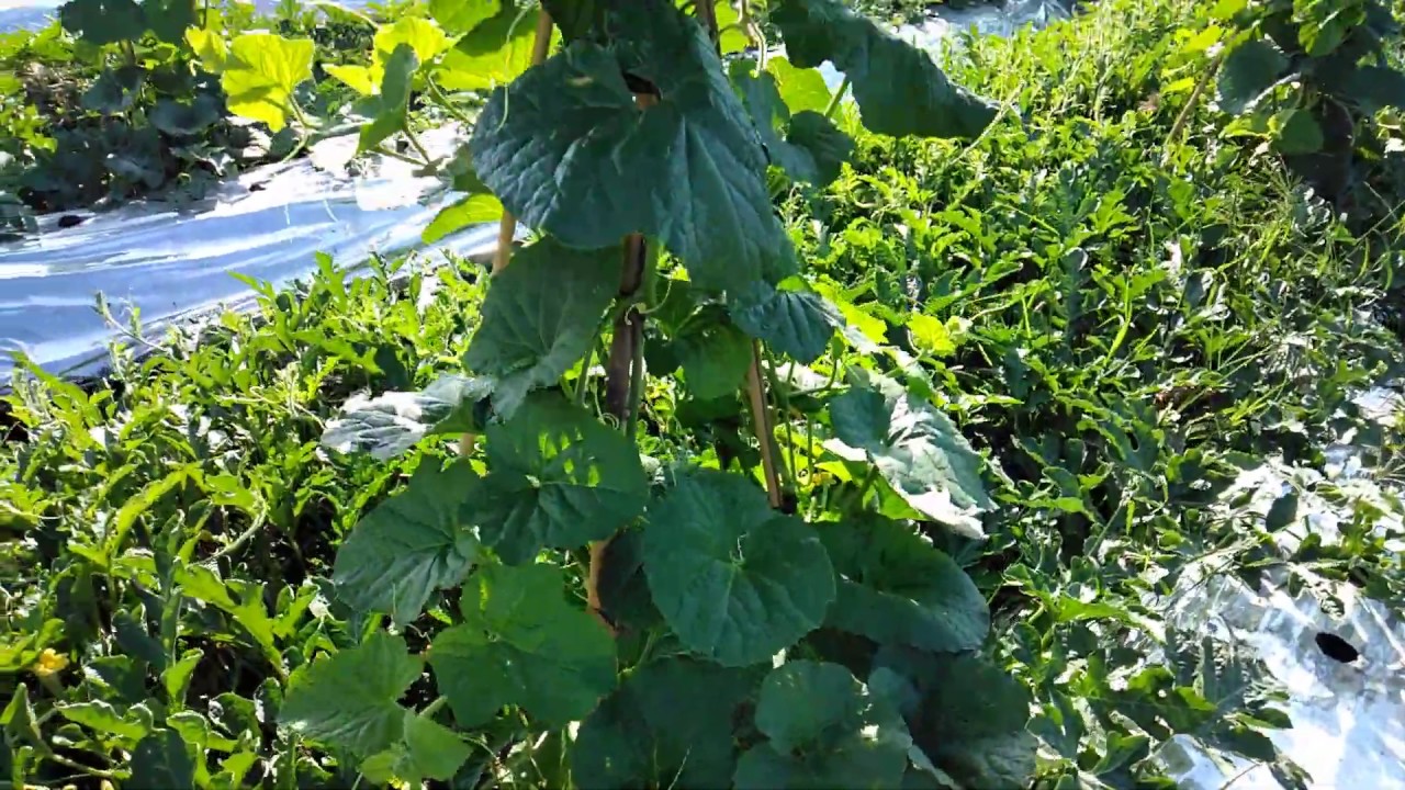 cara menanam melon campur semangka 