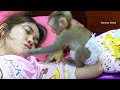 Monkey Baby Donal Try To Wake Mom Up Play With Him