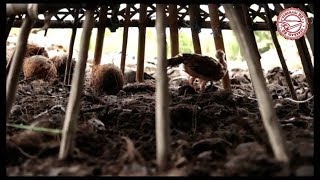 video inspirasi tentang KELAPAKU YANG MALANG