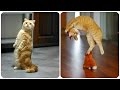 Смешные Кошки 2016! (#14) Веселая Видео Подборка! Смешные Животные 2016/
