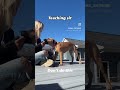 How to teach your puppy to sit!