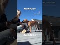 How to teach your puppy to sit!
