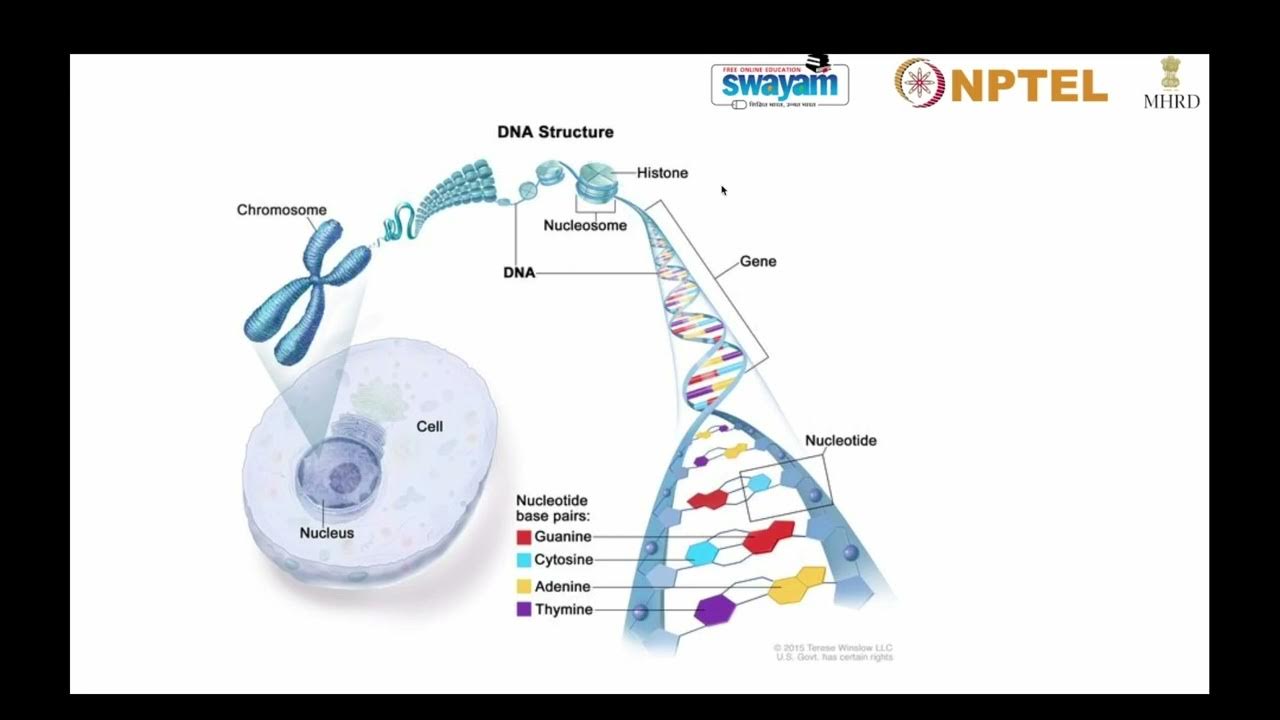 human molecular genetics nptel assignment answers 2022