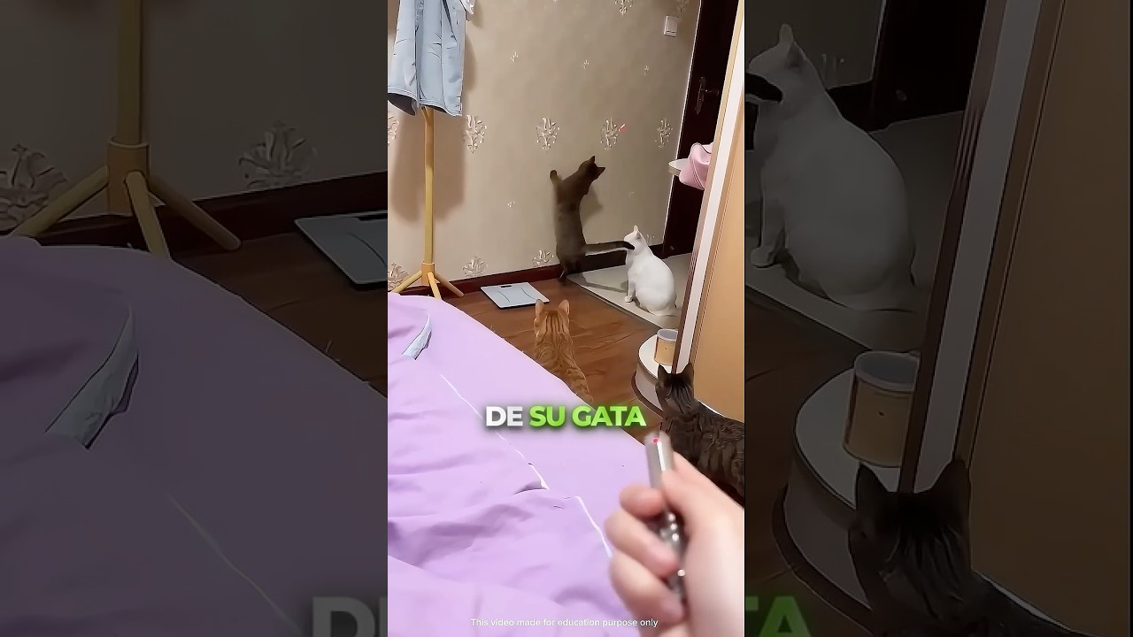 El láser y su gata hicieron todo