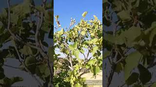 Güzel Bir Doğa Manzarasıbeautiful Nature Landscape