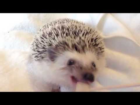 ハリネズミ まるたろう おやつの梨を食べる Marutaro The Hedgehog Eating A Asian Pear Youtube