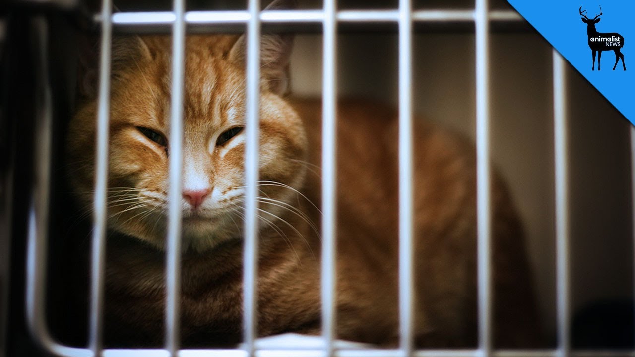 New Technology Could End Animal Testing