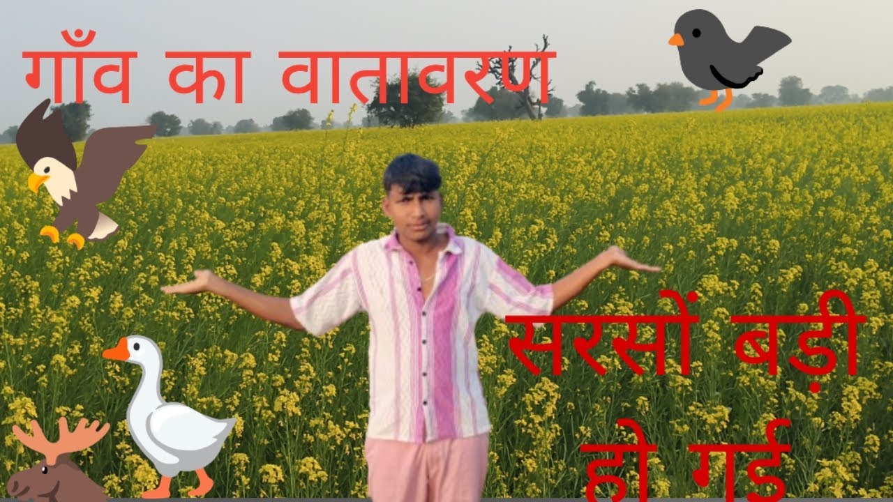 Village life अब तो सरसो बड़ी हो गई 🌾🌾🌾