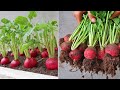 Let&#39;s see how to grow red radishes for the coming winter, many tuber and very sweet