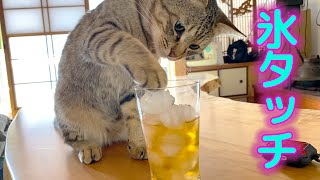 みーちゃん初めての氷タッチ♪