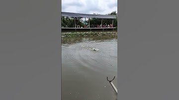 cá thác lác dữ#ThinhNhaTrangAđu👍