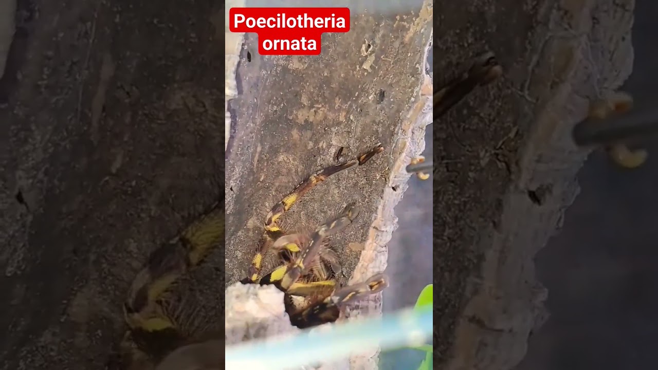 Паук - птицеед Poecilotheria ornata и таракан